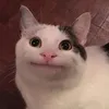 uchu_neko