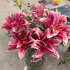 pinklilly471009