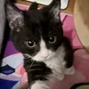 _bnglt