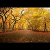 cao_cao_2511