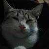 dypoidw0lmv8