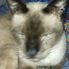kucing1041