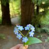 bintang_966_