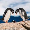 oceanpinguin