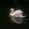 swan4ever_