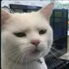 kelloggscorn0