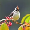 yuhan_hsu