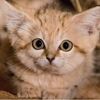 sam_99122
