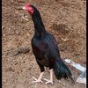 arbab_khan8182