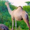 abwaannuurgalmudug