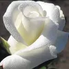 roszakclaudia