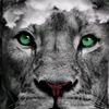 yazan56rt