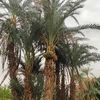 ahmedalomda89