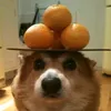 puskastupid