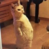 stand_up_cat