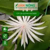 banhoatuoimoingay