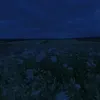 ilovepeaceful3