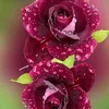 olo__7979