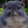 helloiamaraccoon