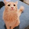 www.tiktok.comdottie