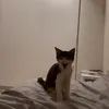 ltjga