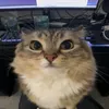 alexeesv