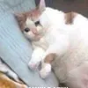help_me_0100