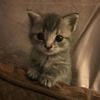 meowingkitten