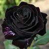 blackrose24280905