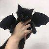 lorahusky_