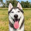Knox.husky