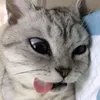 lazy_quin1