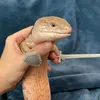 duc.hvbp
