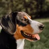 enzo_entlebucher