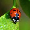 ladybug19590