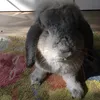 flauschi041109
