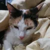 kevonjijiji
