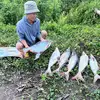 Cám Luân Fishing