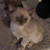 wilsonthecat4