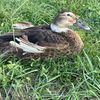 mom_ducks