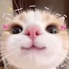 caaasukamatcha_