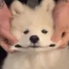 mickey_mouse_sh