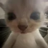 yucjiz