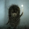 hedgehog.in.thefog