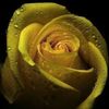 shumukh_26