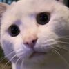 tahtako_