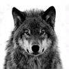 ramo._11