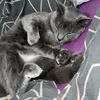joudia_94