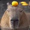 capybara_official33