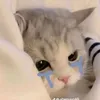 culyquyet